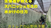 質問回答コーナー ウスネオイデスが復活するかどうかを見るポイント Youtube 質問回答コーナー ウスネオイデスが復活するかどうかを見るポイント Youtube