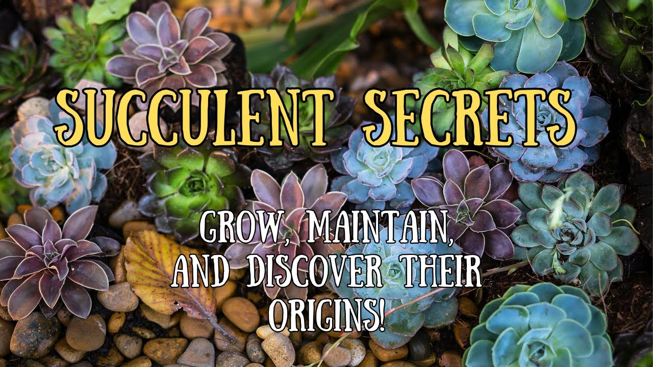 Succulent Secrets: Grow, Maintain, and Discover Their Origins!
