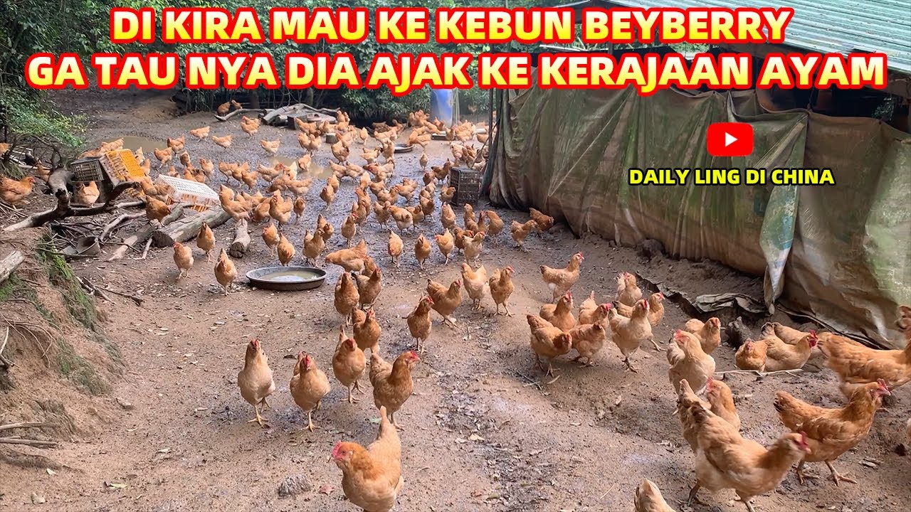 PETERNAKAN AYAM KAMPUNG DI PEGUNUNGAN  | TOTAL AYAM SEBANYAK KURANG LEBIH 30.000 EKOR | PART 2