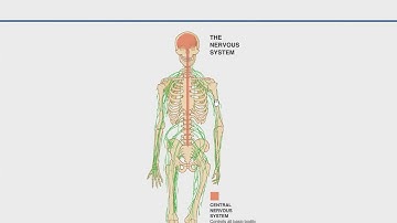 Nervous System Lecture 1 / EMT MADE EASY