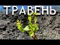 План робіт на винограднику в травні місяці. Які роботи необхідні для отримання максимального урожаю