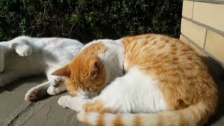 Stories of country cats  Rest after lunch