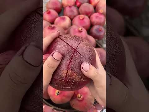 صوت صفير البلبل