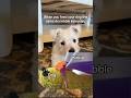 He eats it, I guess he likes it? #pets #puppy #puppylove #dogsofyoutube #shorts