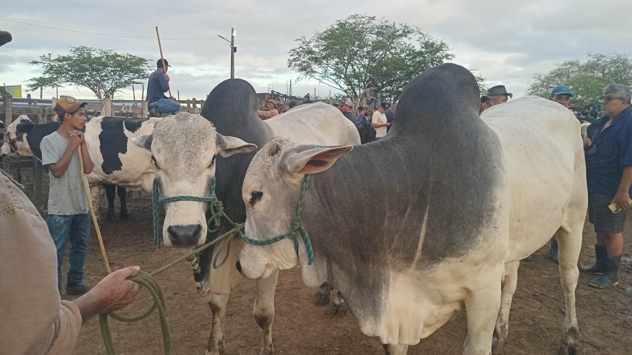 JUNTA DE BOIS DE 27 ARROUBA NA FEIRA DE CACHOEIRINHA_PE 05_03_2026 