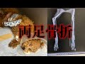 【批判覚悟】犬をお迎え当日両足骨折させた話。