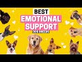 10 Best Emotional Support Dog Breeds