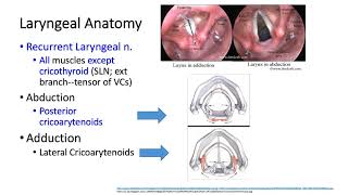 University of Kentucky Anesthesiology RespIratoryThoracic Keyword Review Part 1 of 3 - (Dr. Schell)