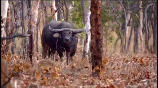 Devil Devil of the Peninsula by Majuba - Bunyip story from Cape York Queensland in 1899