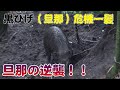 【狩猟】Vol.11 黒ひげ危機一髪!? 旦那の逆襲!イノシシの獣道にくくり罠を設置し、山の猪を捕獲するも緊急事態発生? ※止め刺し、出血シーンあり注意(有害鳥獣捕獲) 【わな猟】