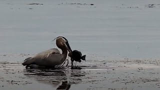 Mississippi River Flyway Cam. Great Blue Heron catches a big fish - explore.org 06-08-2022