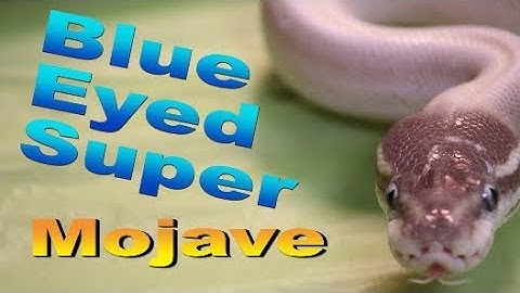 Super Mojave Ball or Royal Python with The Deadly Tarantula Girl