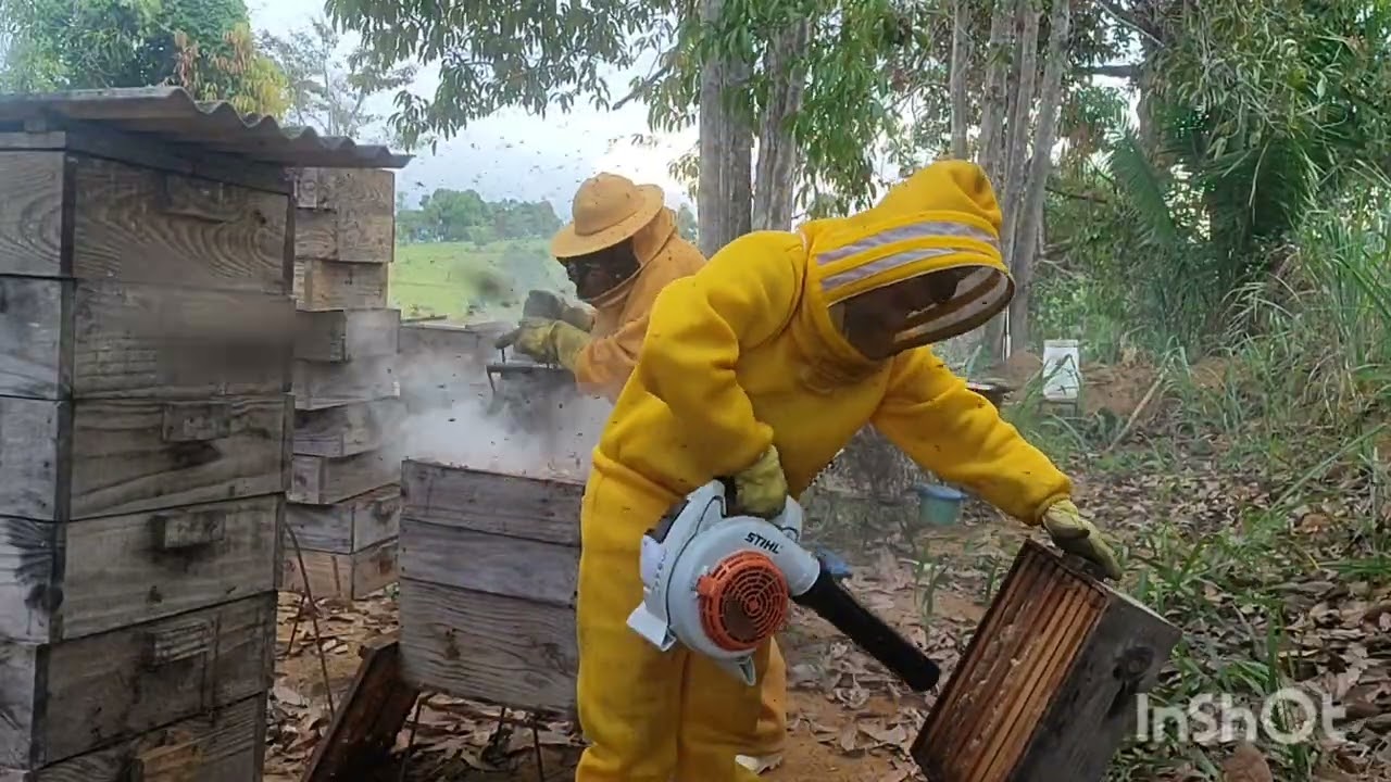 Colheita de mel 2026 1° dia