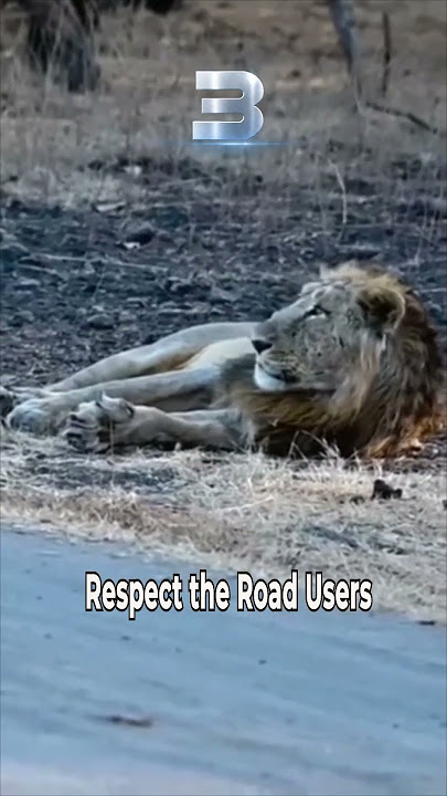 Top 5 Proof Lions Respect Indian People