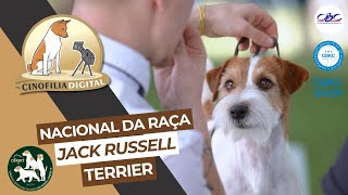 Nacional da raça Jack Russell Terrier | CBRJRT | Cinofilia Digital