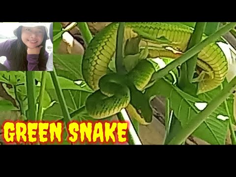 GREEN SNAKE /Gangguin ular hijau yg lucu