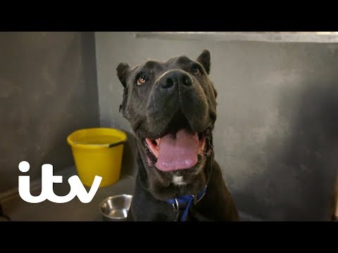 Paul O'Grady: For The Love Of Dogs | Paul Meets Sophie the Gentle Giant | ITV
