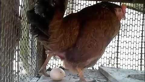 Hen laying The Egg By mrp agriculture