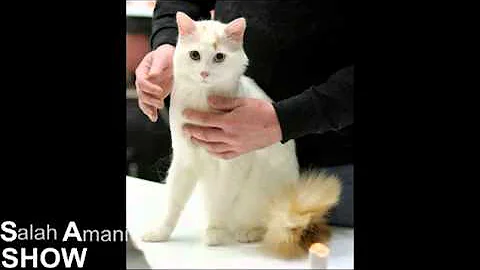 Watch the video about KÜRT VAN KEDISI ( Kurdish Angora )