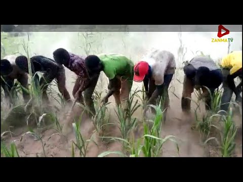 Vidéo: Comment labourer un champ ?