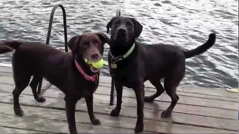Dogs playing fetch at the lake!