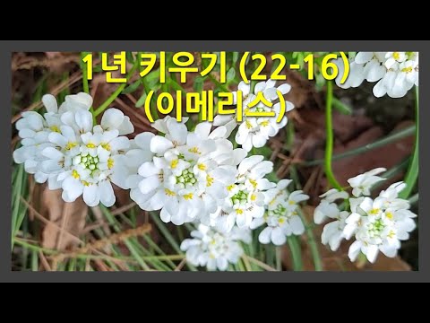 Growing for 1 year 22-16 (Iberis) This is how the Iberis (Candytuft) changes over the course of a...