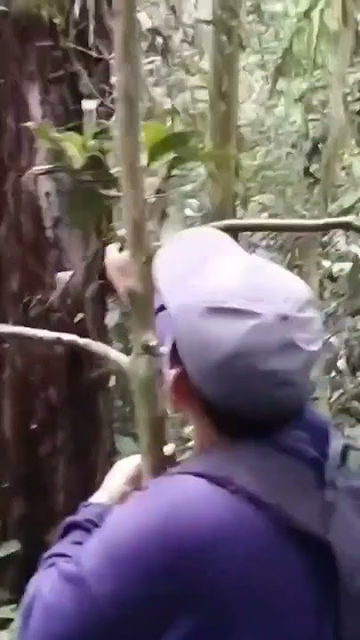 Mikat burung siri siri besar mantap jiwa mas bro...!!