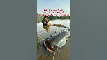 Cần thủ câu được con cá trê khổng lồ dài 2, 7m #Tin Tức 24h