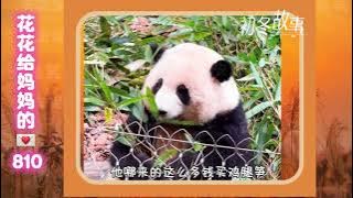 《花花给妈妈的信810》 花花带着碎碎念陪姨姨们睡香香啦🥰#来这吸熊猫 #大熊猫和花 #大熊猫和花和叶 #熊猫花花 #大熊猫