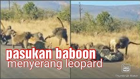 baboon vs leopard, Pasukan Babon Menyerang Macan Tutul