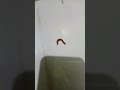 k4k11000‼️#trending#trendingshorts#trendingvideo #shorts#shortsviral#fyp#viral#luwingkakiseribu#lucu