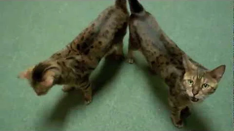 Watch the video about KIKO AND RAZI TWIN BENGALS MEOW IN HARMONY ON COMMAND