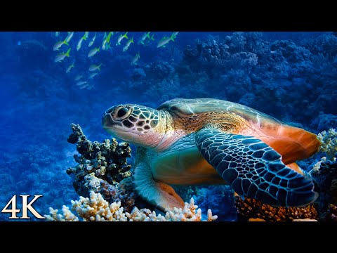Video: Onderwaterrotsen van de oceanen