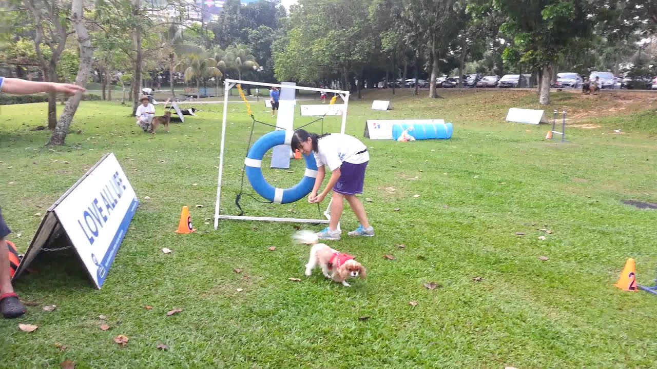 Mocha Agility Run 3/3/13 - YouTube