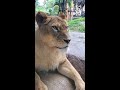 【天王寺動物園】だんだん眠くなる🦁ライオンのルナさん [Tennouji Zoo]  Lion, Luna.　#Shorts