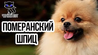 ✔ Померанский шпиц  -  самая мимишная  порода собак, которую обожают дети