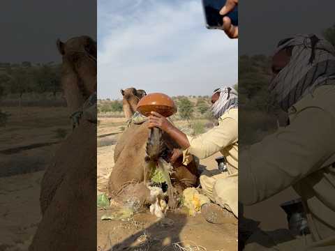 الراعي يسكب الماء البارد من جرة طينية على ذيل الجمل لتخفيف حرارة الصيف