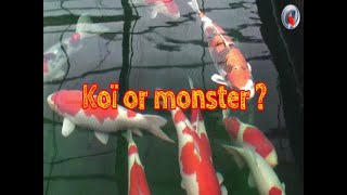 koi or monster by Aquatechnobel 1,266 views 1 year ago 1 minute, 54 seconds