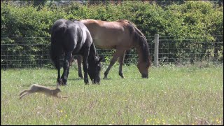 Where have our Friesian/Arabian horses been?+ guest appearance by Mr Hare +laying the outside carpet