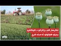 ننګرهار کې بزګرانو د کوکنارو بدیلو کښتونو ته مخه کړې
