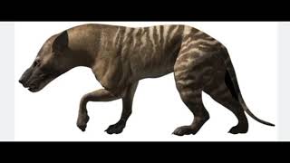 Walking With Beasts 2001 Hyaenodon