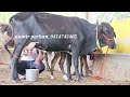 milking by hand #gircross #girlendocow top quality kishangarh ajmer rajasthan 9414745465