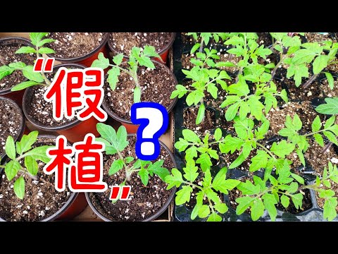 你为幼苗“假植”了吗？ 育苗过程中不能缺少的一步，移栽户外时才会根多苗壮！【养花种菜 - 育苗】