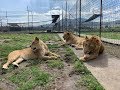 Feeding 9 Hungry Lions...