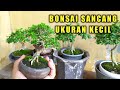 Koleksi bonsai sancang mame alesha ramadhani