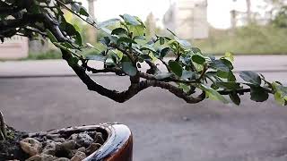 ทำบอนไซ ต้นข่อย ง่ายๆ Streblus asper bonsai