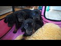 Adorable saucy 5 week BLACK AND TAN COONHOUND PUPPIES の動画、YouTube動画。