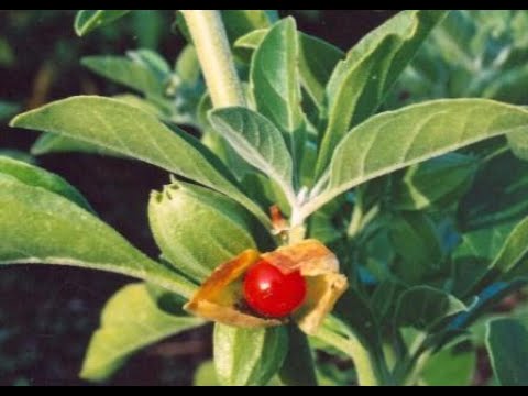 Ashwagandha, Indian Ginseng, Withania Somnifera - Usage and Health Benefits