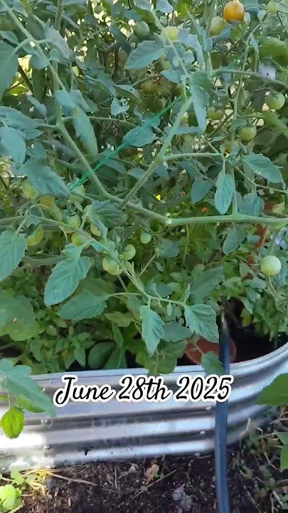 Sugar Baby watermelon update and growth.