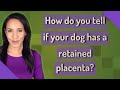 How do you tell if your dog has a retained placenta?